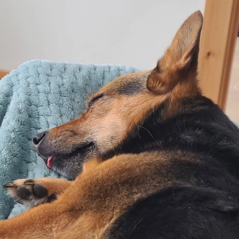 Dooder Ann - Lead Counselor