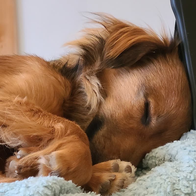 Li'l Fuego - Technical Support